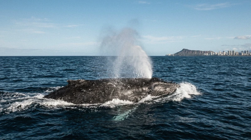 Humpback whale breaching near a whale-watching boat on an Oahu boat tour off Waikiki in winter, Hawaii